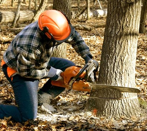 Tree Removal in Reads Landing, MN